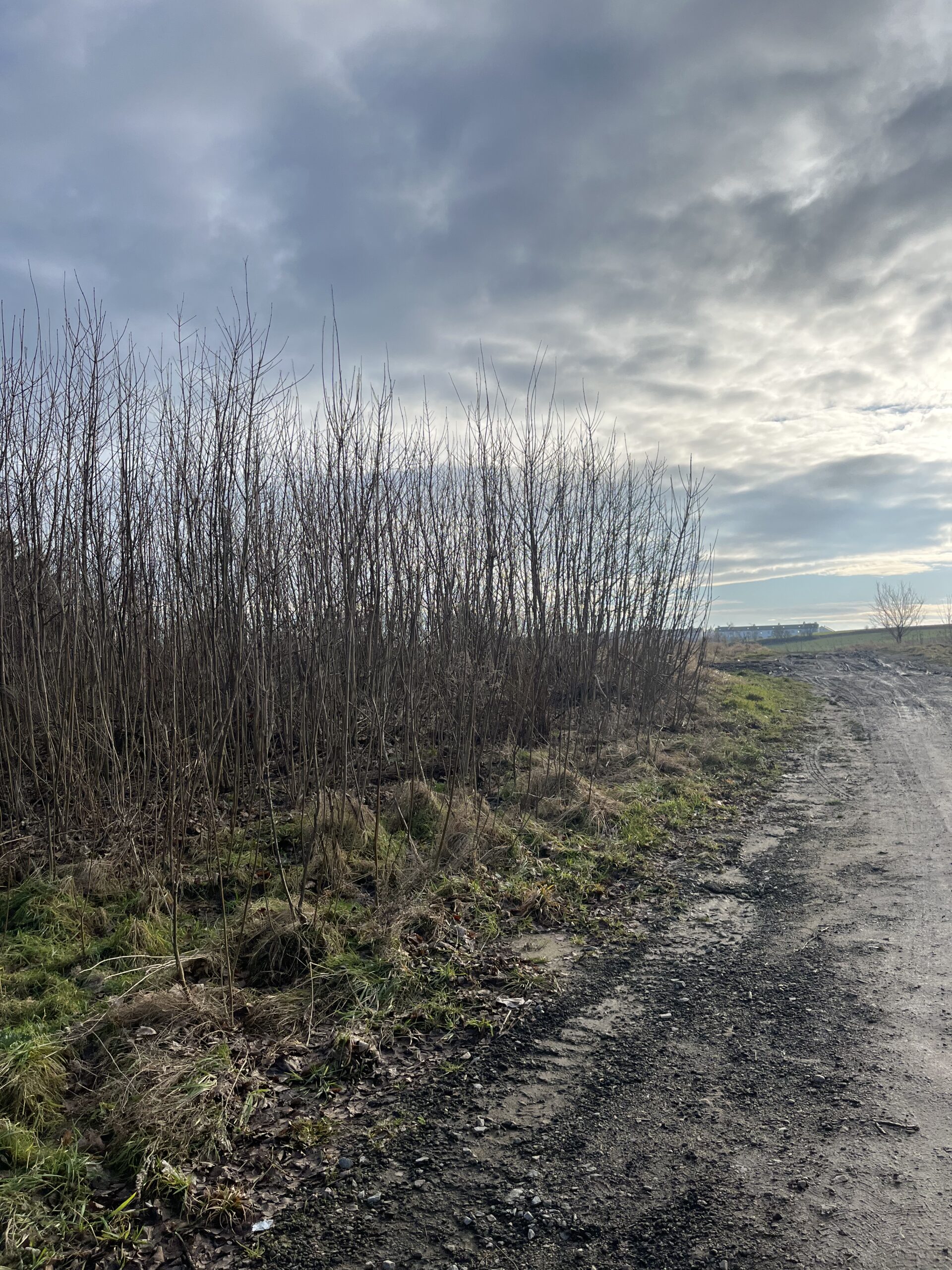 20250129_115116217_iOS (1)