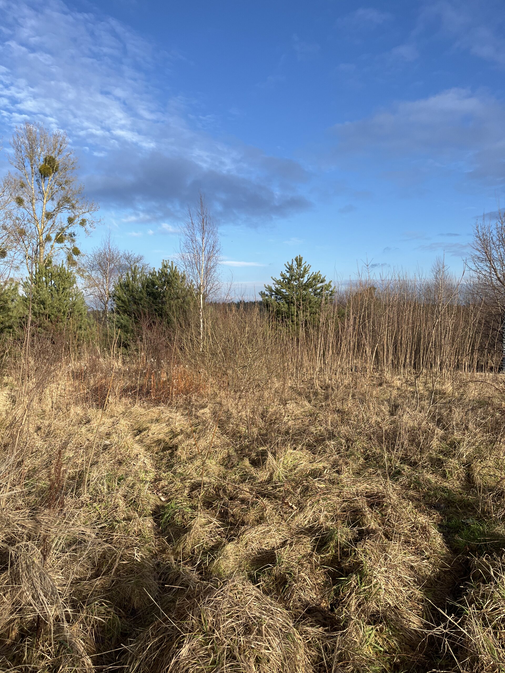 20250129_115532793_iOS