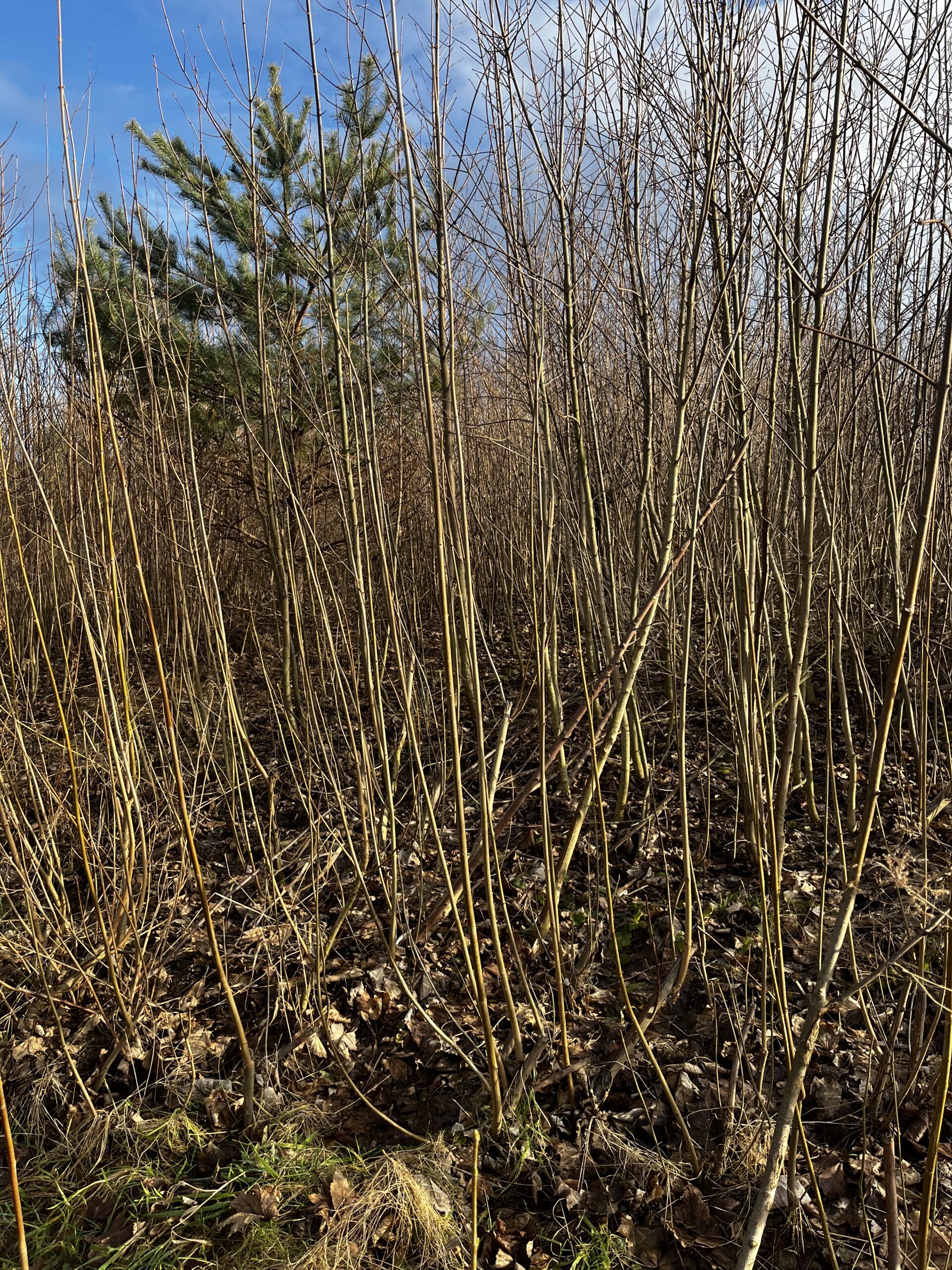 20250129_115654306_iOS